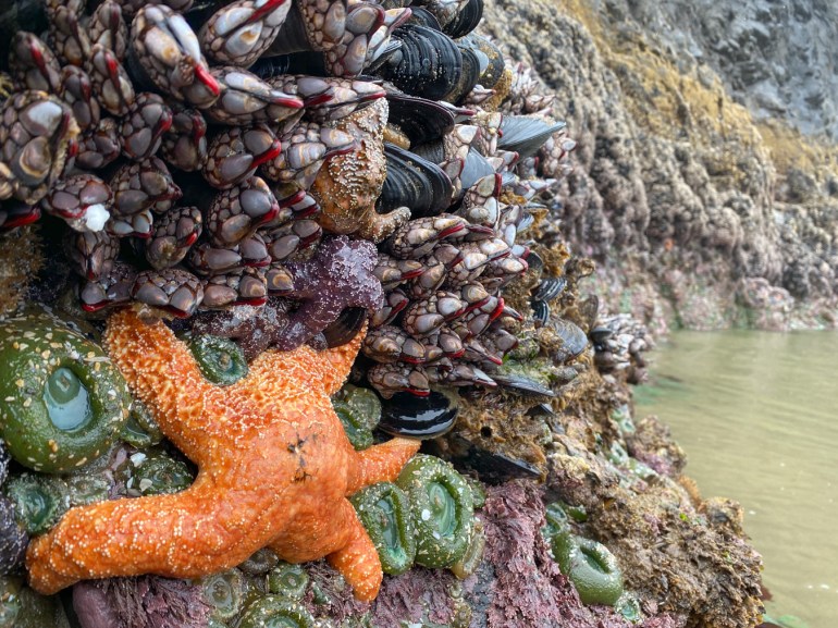 In the foreground, a large orange ochre star Pisaster ochraceus at the base of the mussel bed (exposed by low tide). The view is along the exposed mussel bed. In the distance you get a sense of zonation.