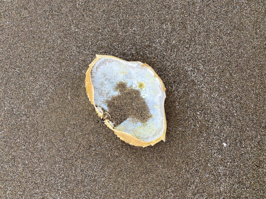 Upside down carapace on wet sand