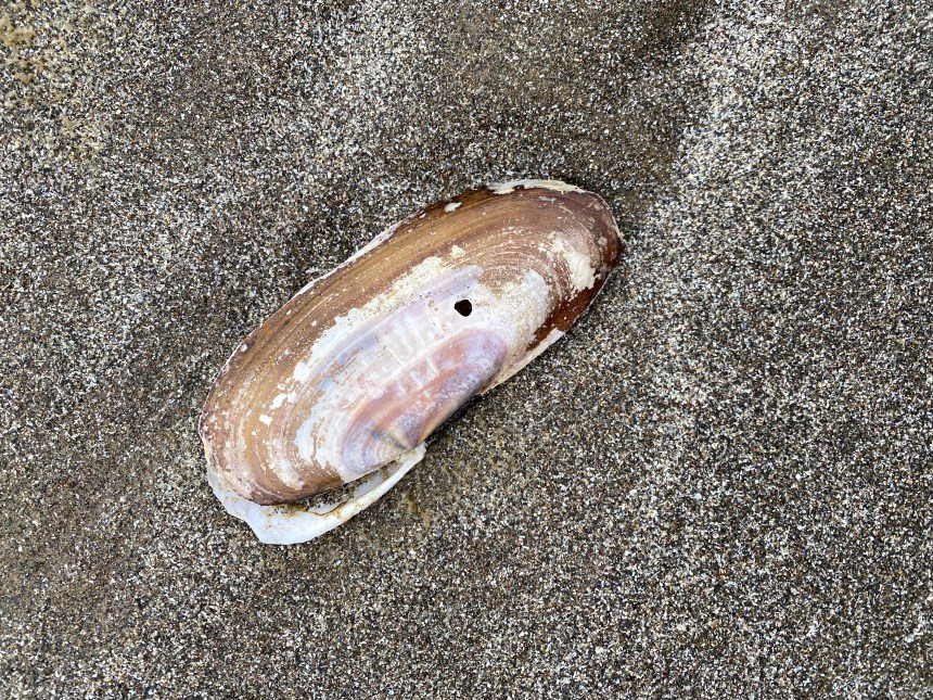 empty shell on wet sand. There might be a bore hole on the visible valve.