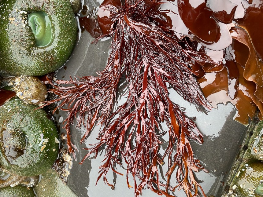 A clump laid out on a smooth gray rock