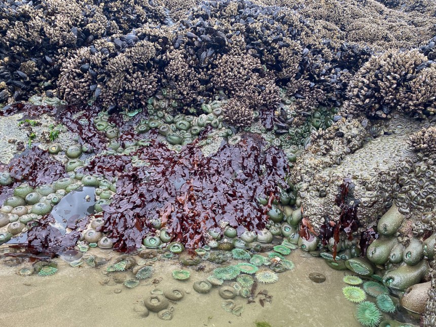A tidepool niche occupied by a large patch of Dilsea. The scene shows the mussel be at the to and a sand filled pool with giant green anemones at the bottom