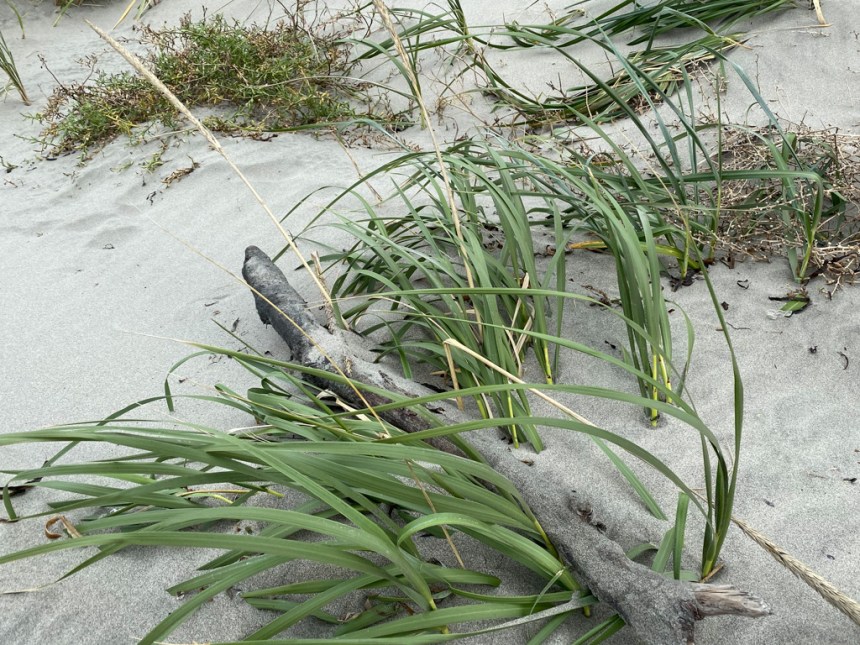 Closeup on dune grass emerging from sand at the base of the foredune