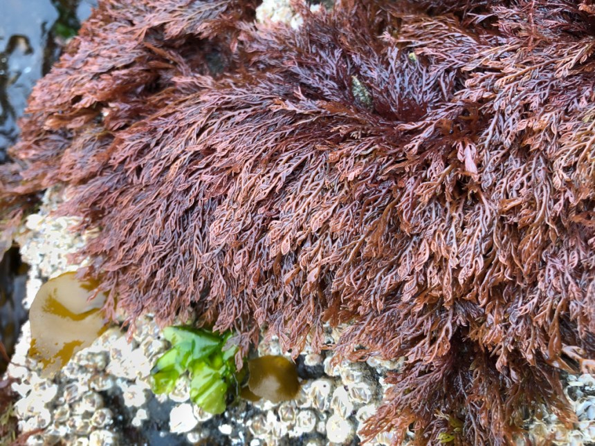 Intimate view of an exposed tuft