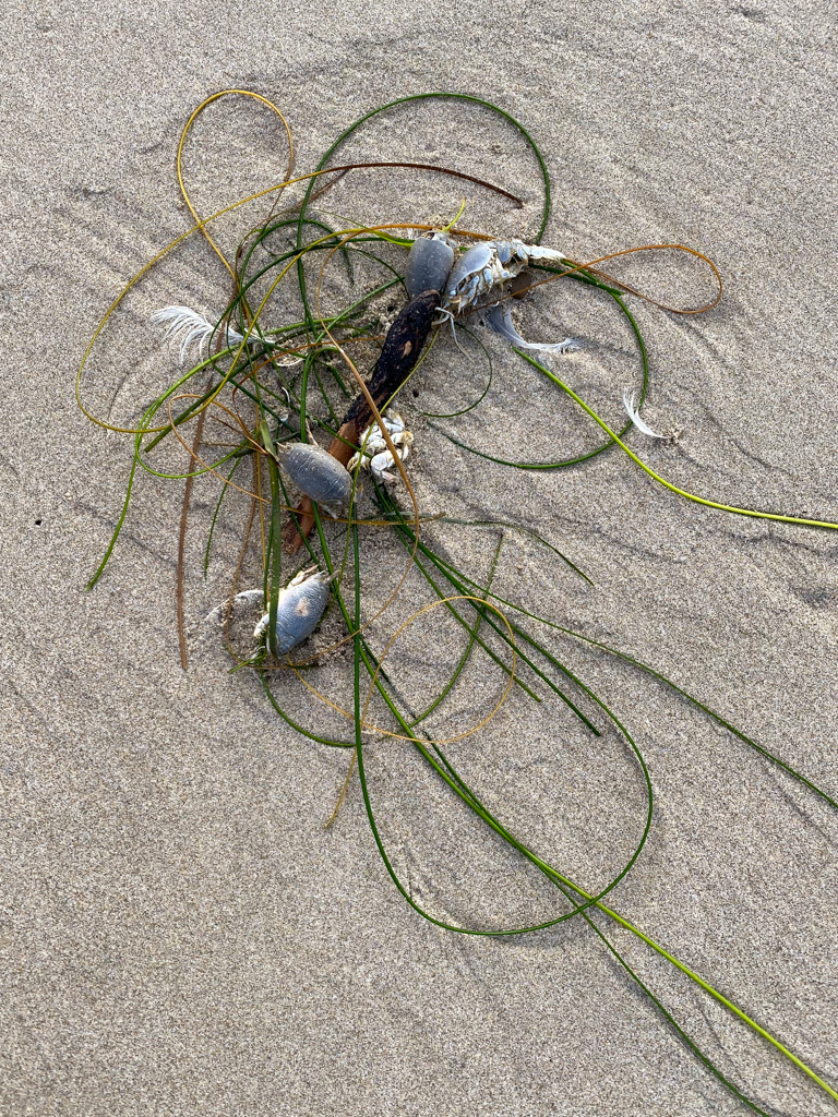 Surfgrass, mole crabs, and a white feather on clean wet sand
