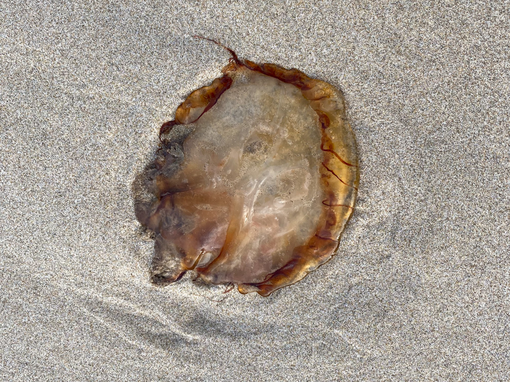 Closeup of a beached Pacific sea nettle jellyfish Chrysaora fuscescens  resting on the sand.