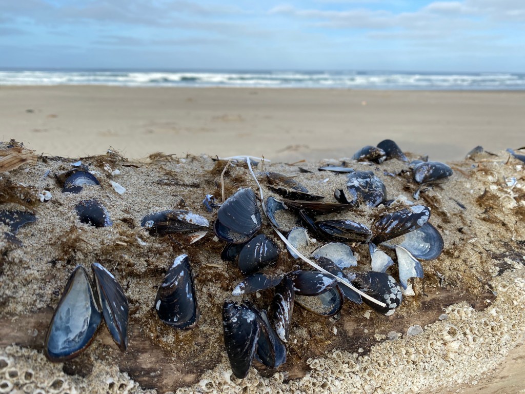 Mytilus trossulus, blue mussels, on a drifted piling