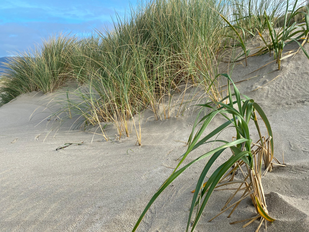 On the upper back shore