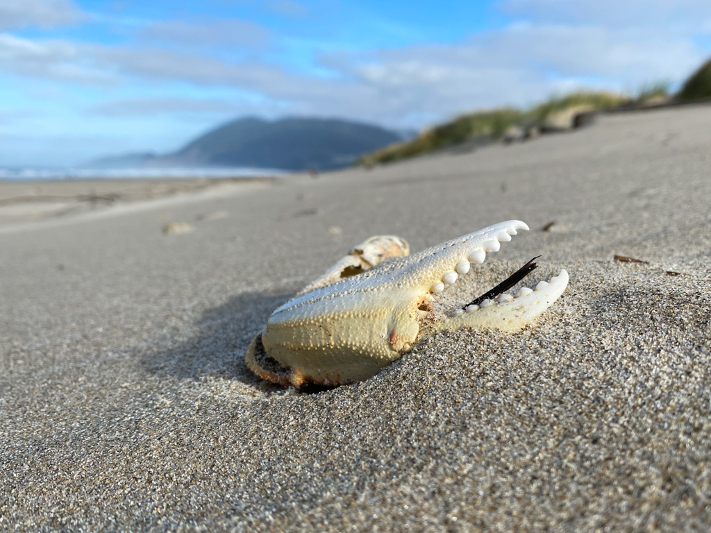 Closeup of a Dungeness crab Metacarcinus magister pinching claw on the sand. Scattered clumps of drifted eelgrass in the background.