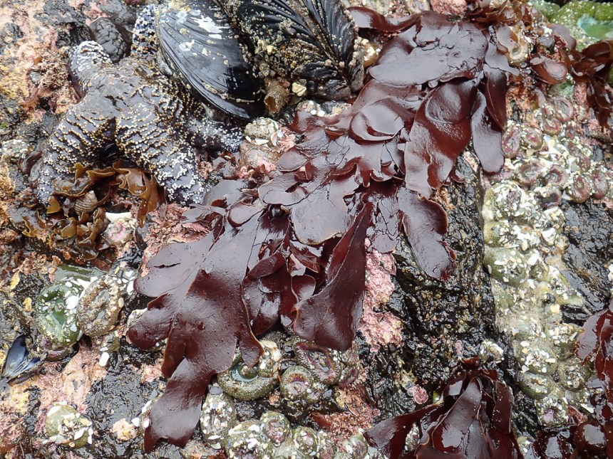 A single Dilsea, sweeping across the view. The setting is just below the mussel bed.