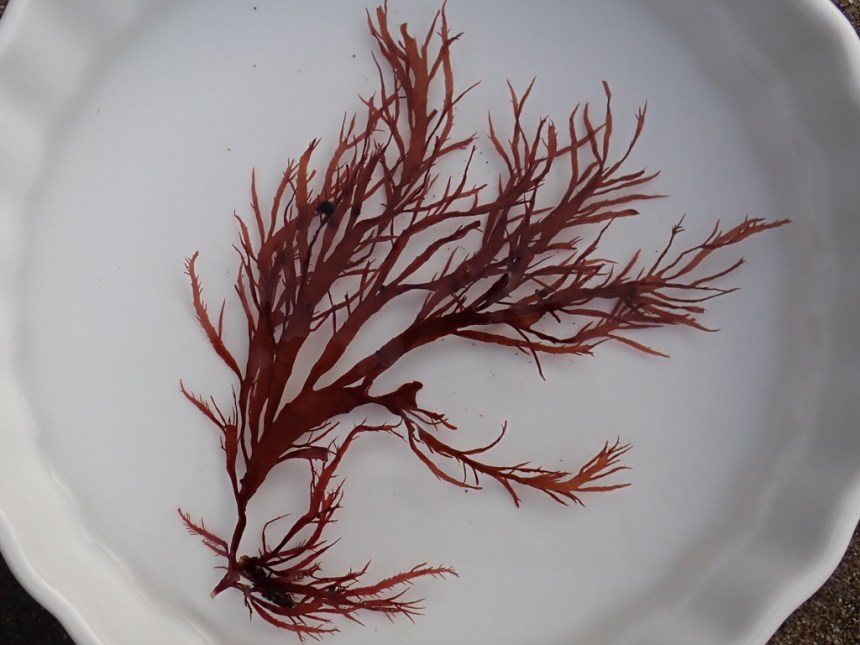Small clump floated in a finger bowl