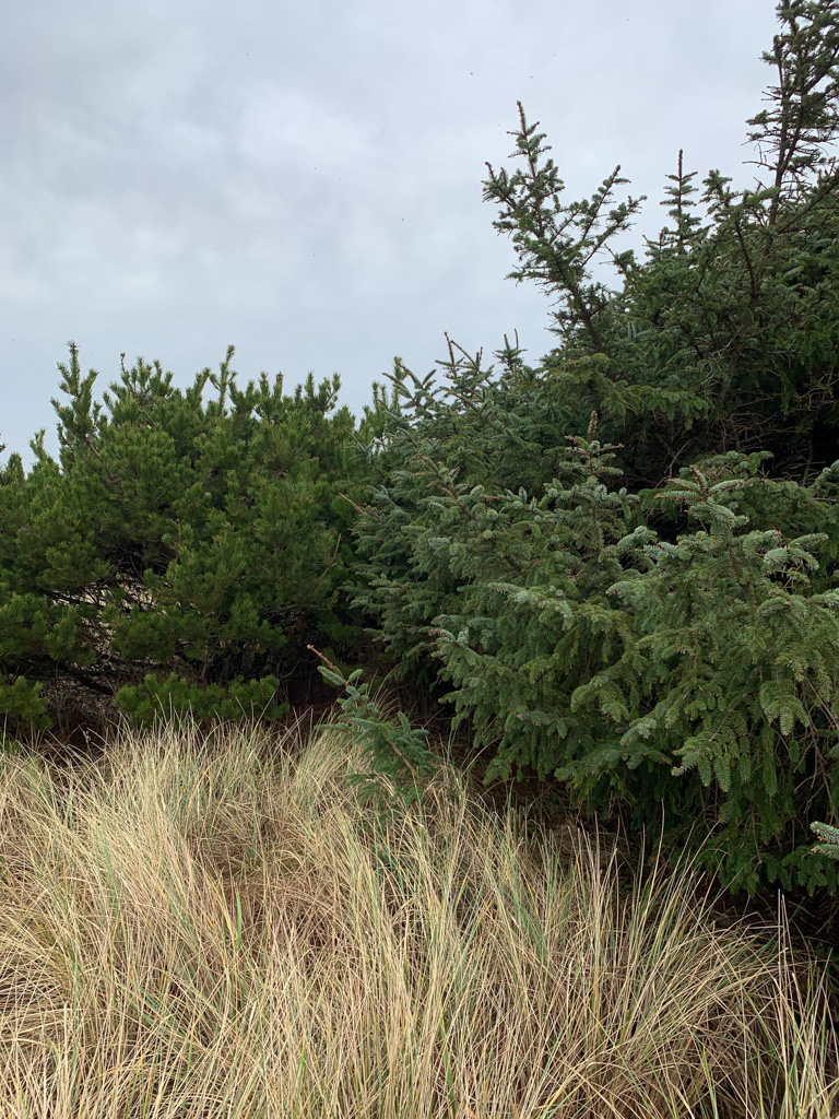 On the backside of the foredune