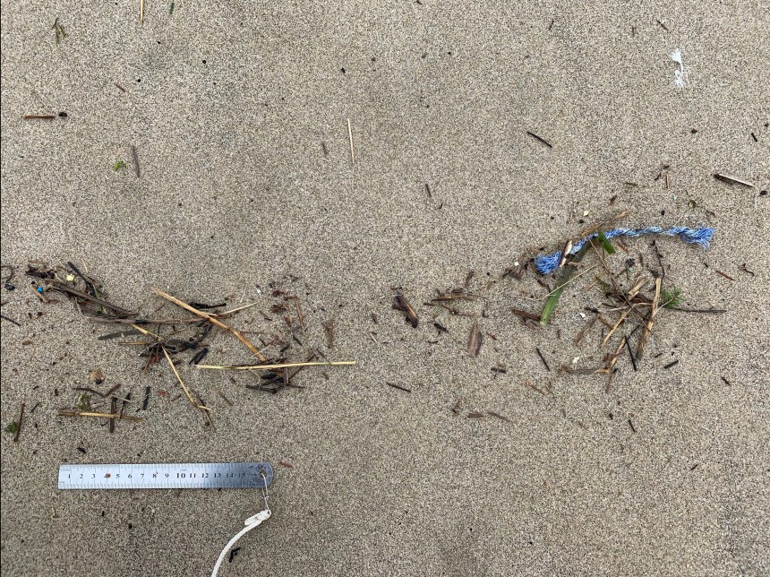 Driftline mostly small brown plant material. There's a short piece of blue nylon cord too,
