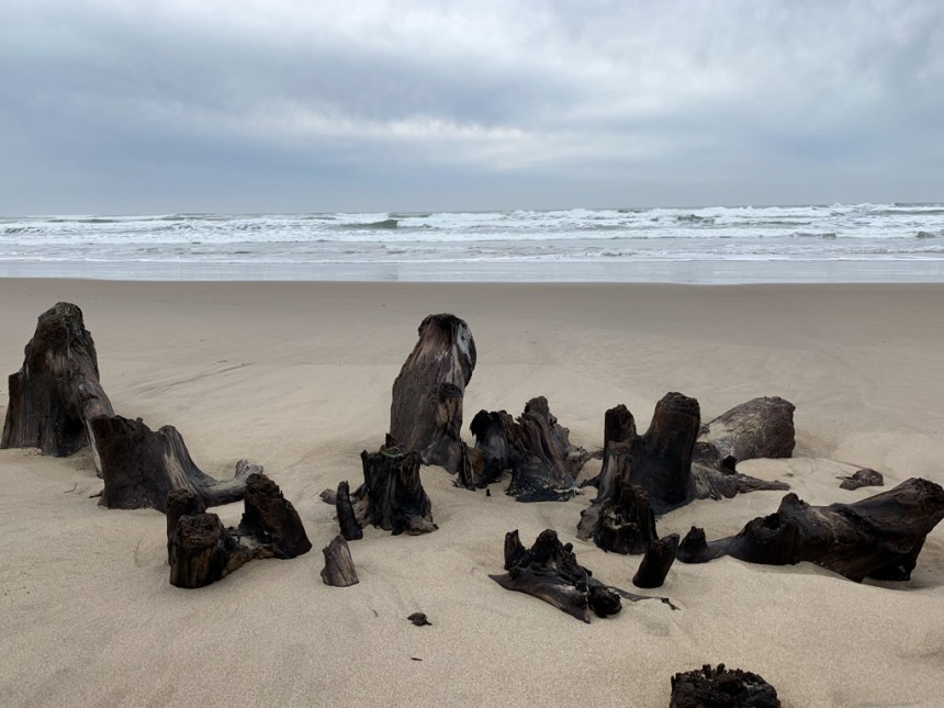 Just the root nubs poking out of the sand; surf zone in the background
