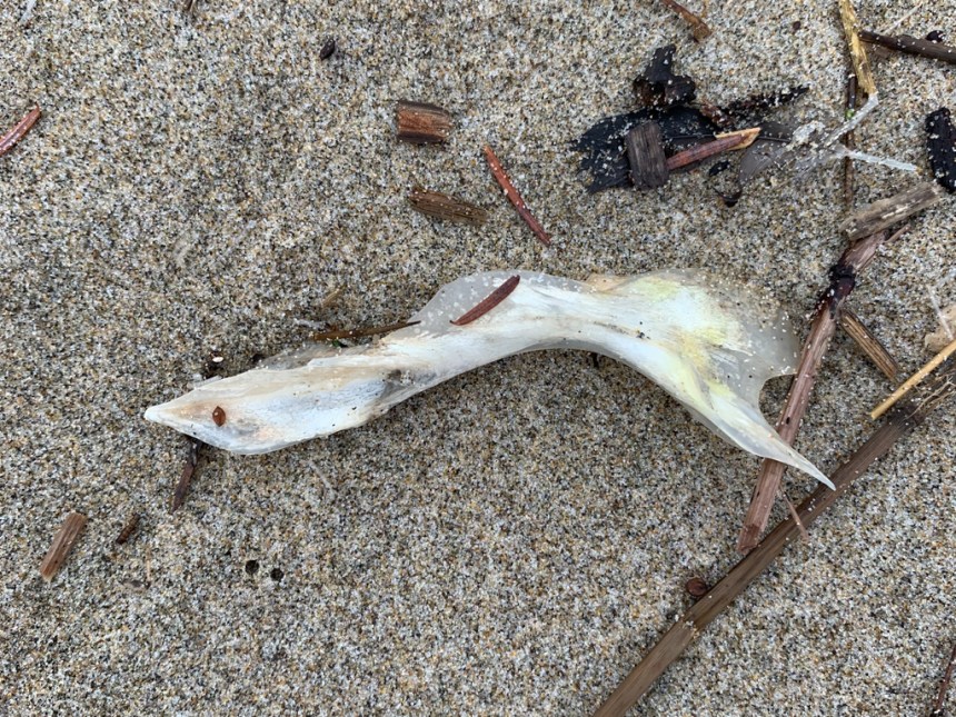 Bleached white lower jaw bone on sand, I think