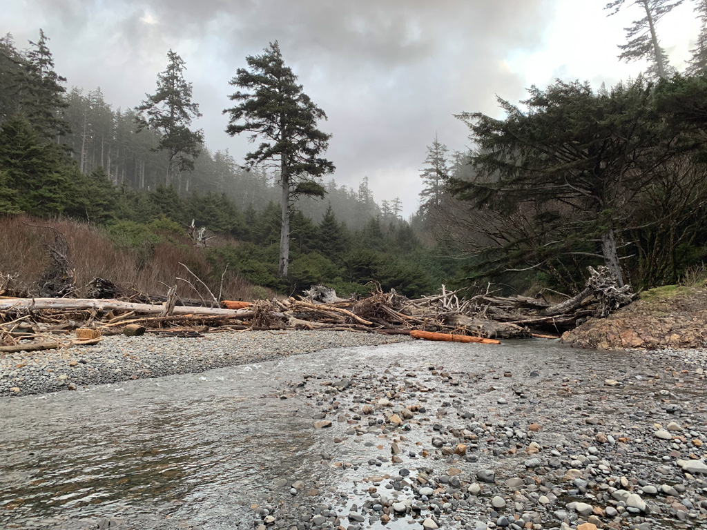 Looking landward into the forest. Sitka creeping down almost to the cobbles