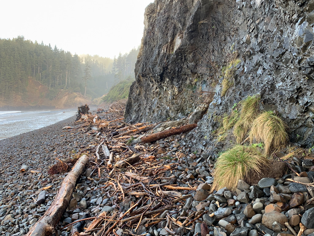 line of drifted wood on high cobbles along the base of a cliff; surf zone and spruce forest off to the left