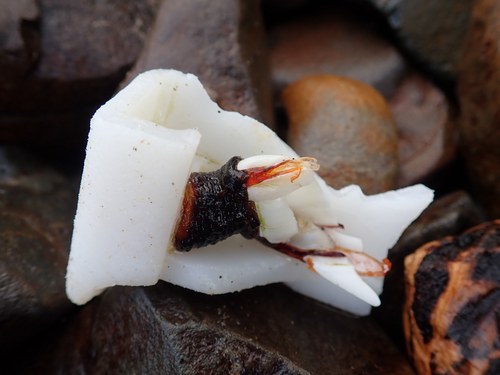 A large solo pelagic goose barnacle on a white plastic fragment. I wonder what its story is
