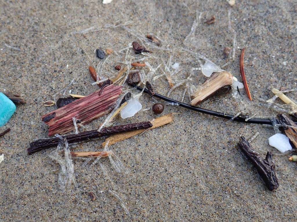 Thin, clear tubes appear in the drift with terrestrial and human debris, on sand