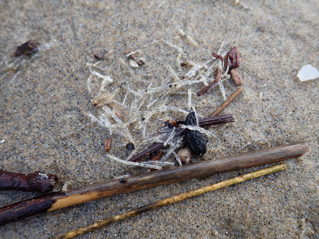 Glassy tubeworm casings on wet sand