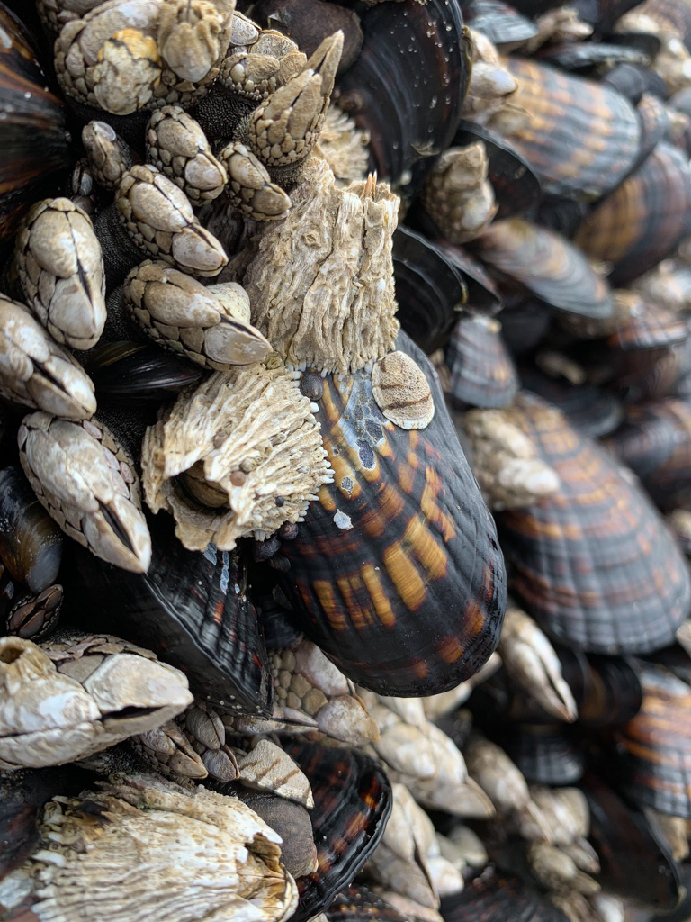 Intimate view of a few thatched barnacles Semibalanus cariosus, showing off the thatched look of uneroded shells. California mussels Mytilus californianus and gooseneck barnacles Pollicipes polymerus share the scene.