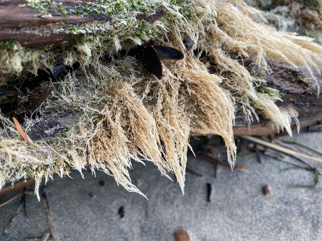 Intimate view of a hairy-looking coat of hydroids on a drifted log; a lone mussel too.
