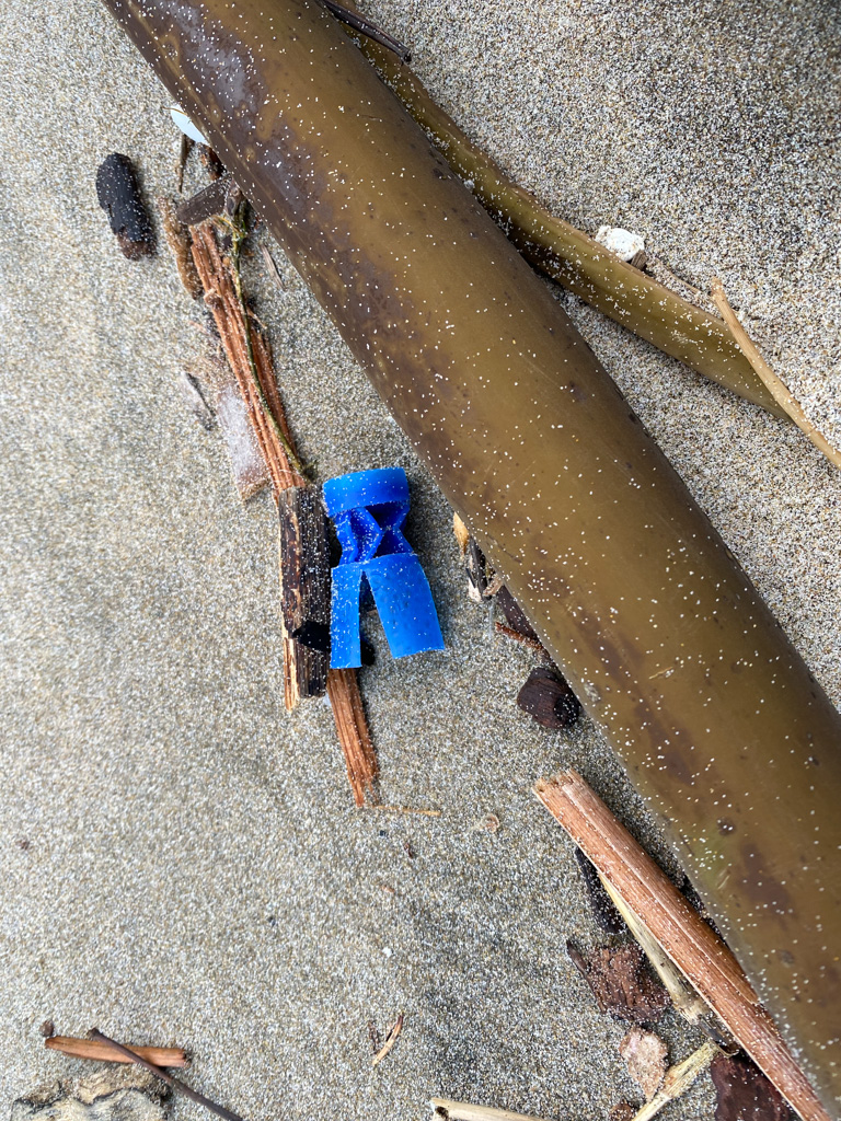 Deep blue shotgun shell wad next to a bull kelp stipe on sand