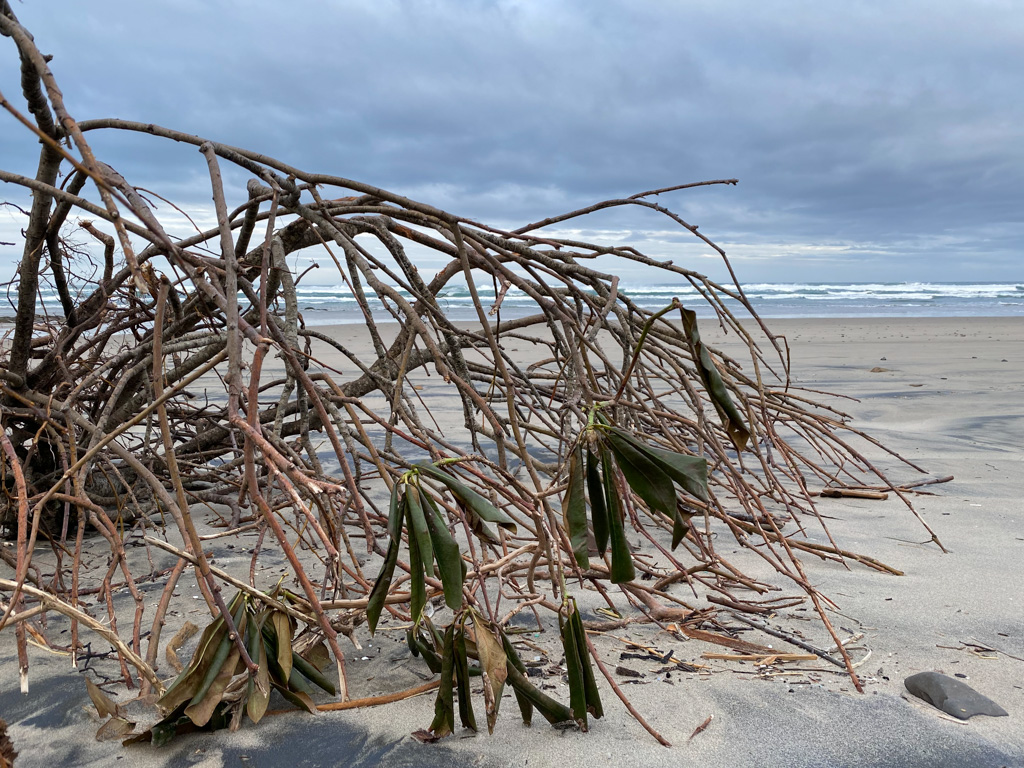 A drifted Rhododendron; view out to the surf line