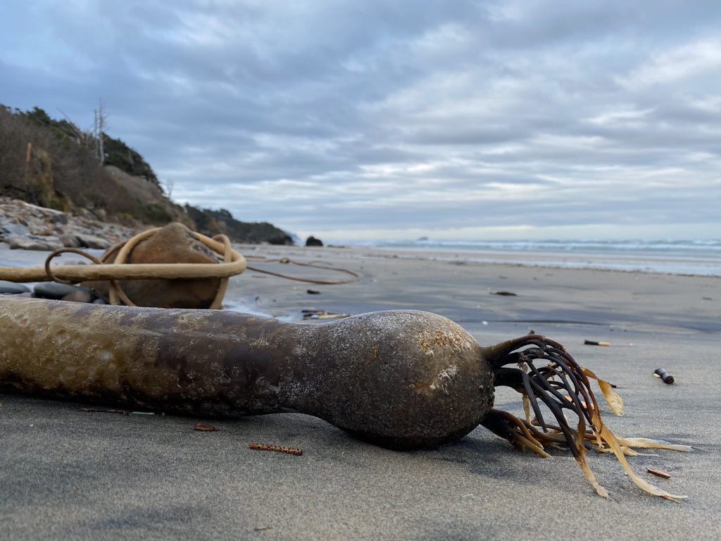 Drifted and decaying bull kelp