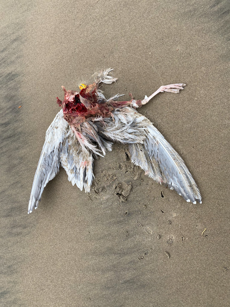 Dead Larus gull with the breast meat eaten; large avian scavenger tracks in the sand