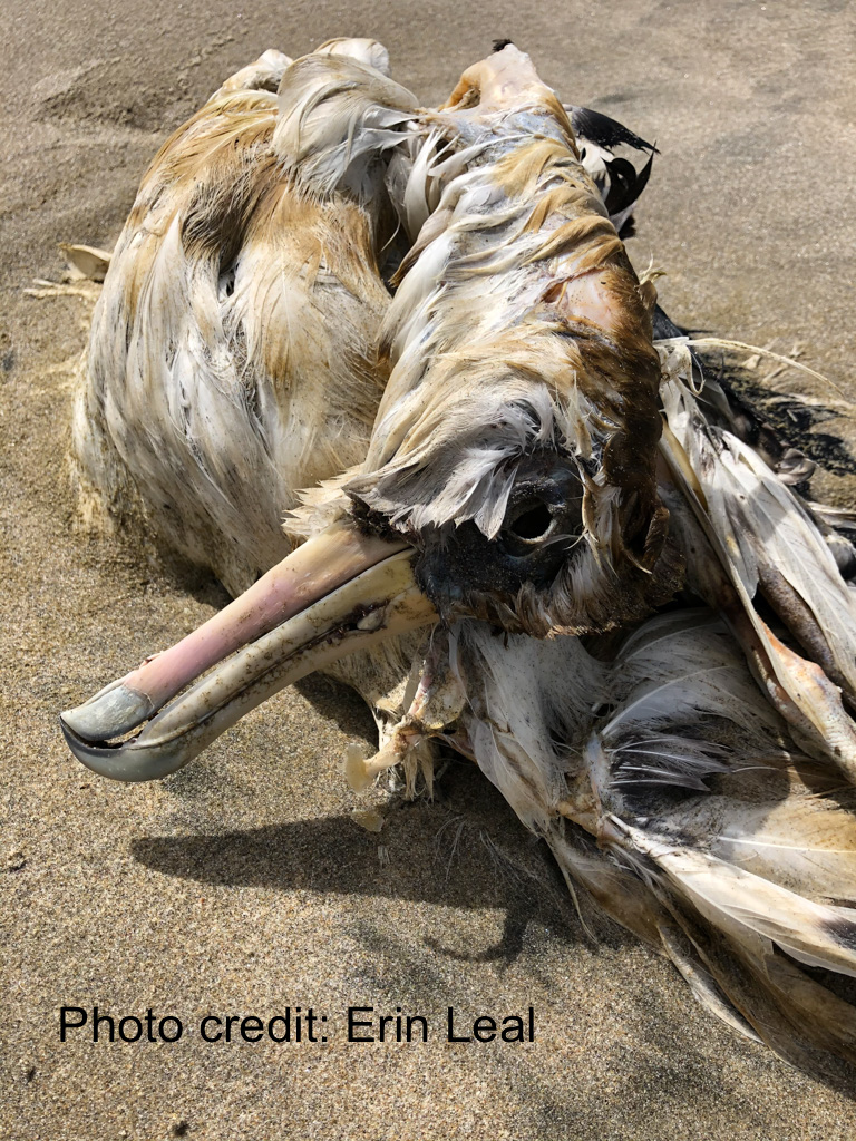 Dead albatross on undisturbed sand; intimate view of the head.