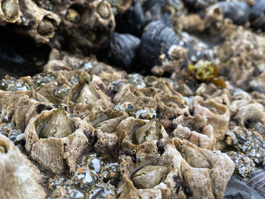 Intimate view of an older (apparently) stand of thatched barnacles Semibalanus cariosus. Their wall plates are smoothed by erosion. California mussels Mytilus californianus in the background.