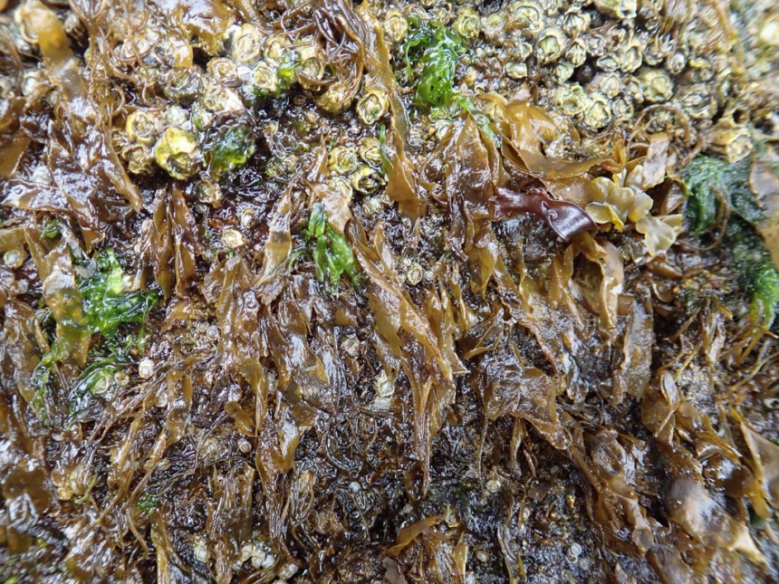 Blades among the barnacles