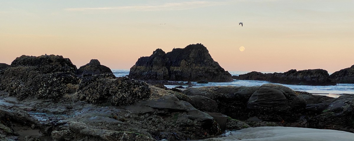 Sunrise, and the moon's still up. View is out to sea, with the moon just above the horizon. Morning is just starting to glow and a gull in flight is just above the moon, flying northbound