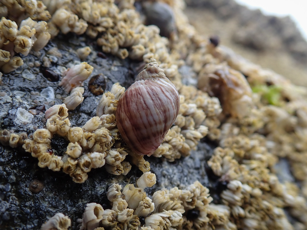 Snails – theoutershores