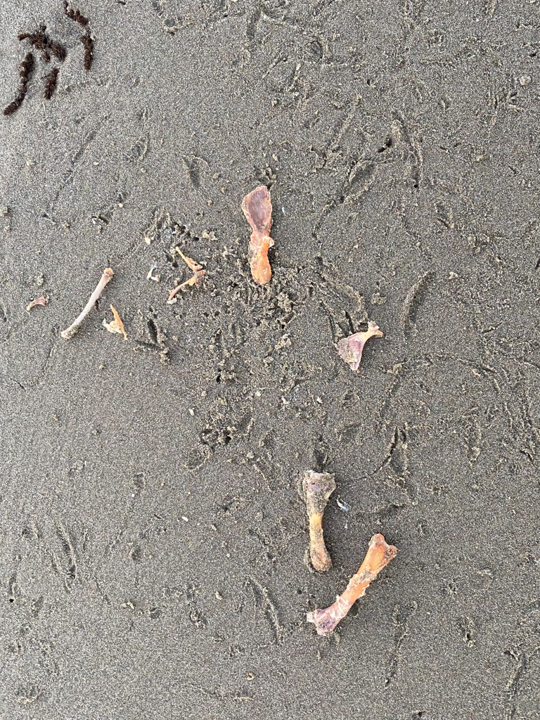 Several small bones, cleaned of flesh; gull tracks in the sand