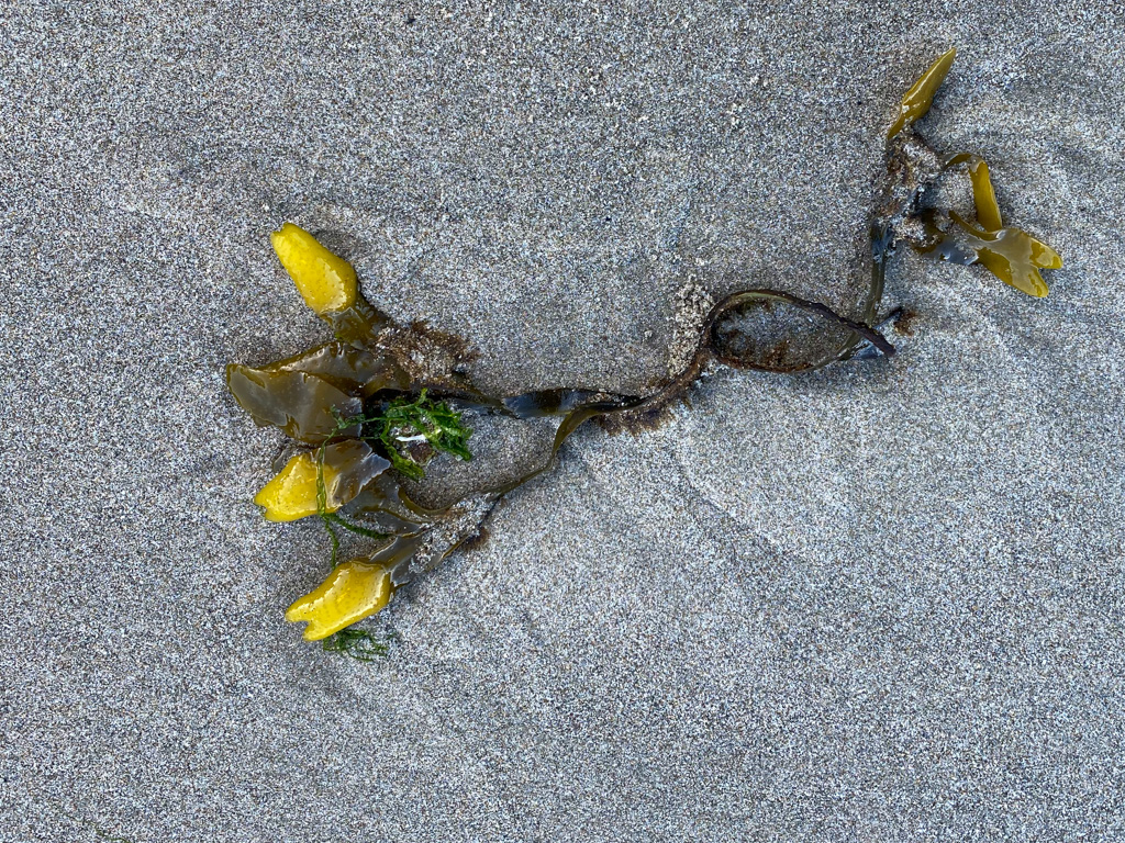 Drift Fucus on beach sand