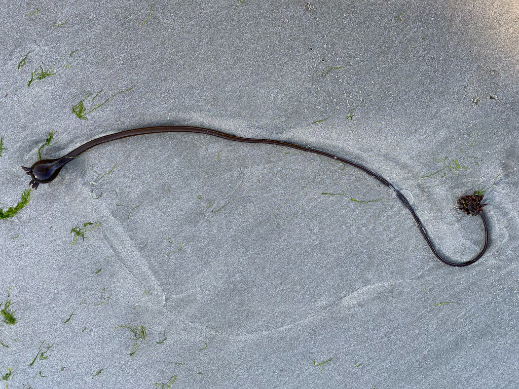 A drifted baby bull kelp on beach sand