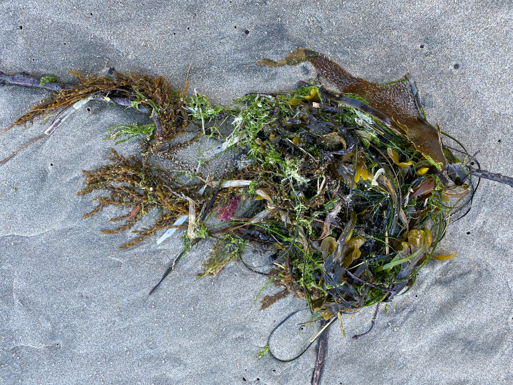 Seaweed diversity on display in a small drifted mass