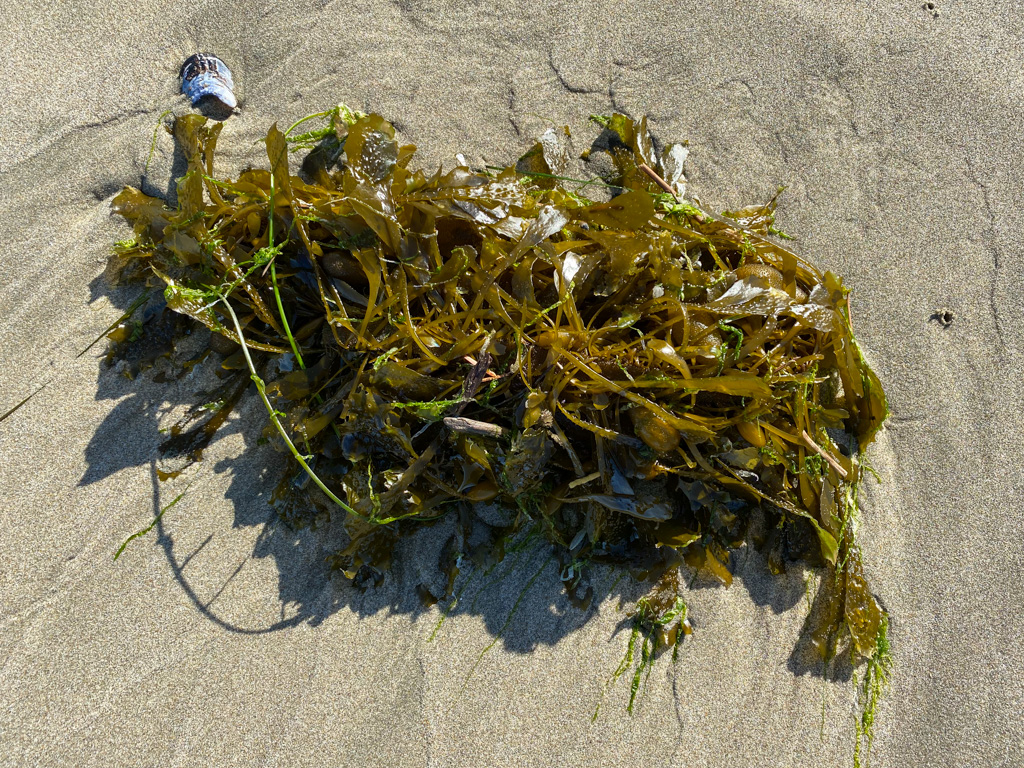 Drift feather boa on beach sand