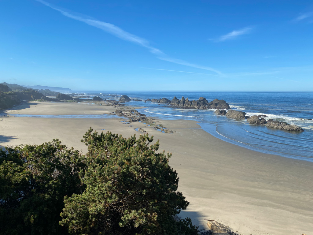 Shore pine, foreground, nice seascape in the background; scene is from the trail at Seal Rock