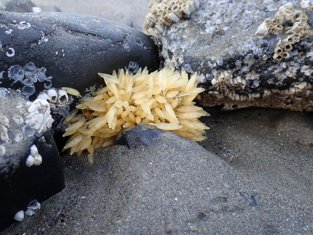 Cluster of drifted eggs, very fresh looking (a creamy yellow color), lodged between barnacle covered rocks and the sand