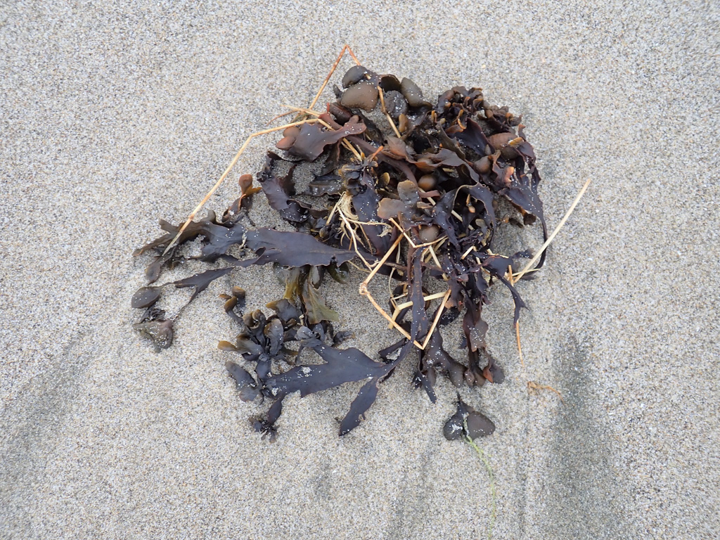 A dried clump on beach sand; so dry it's all dark brown