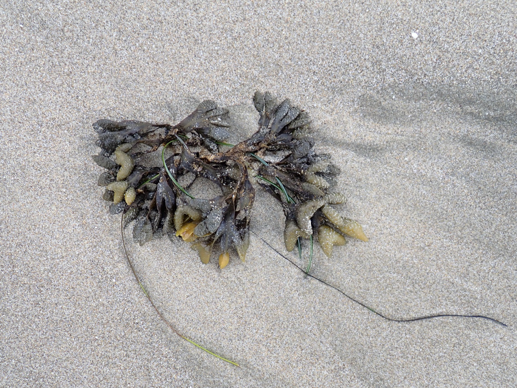 Fresh drift Fucus