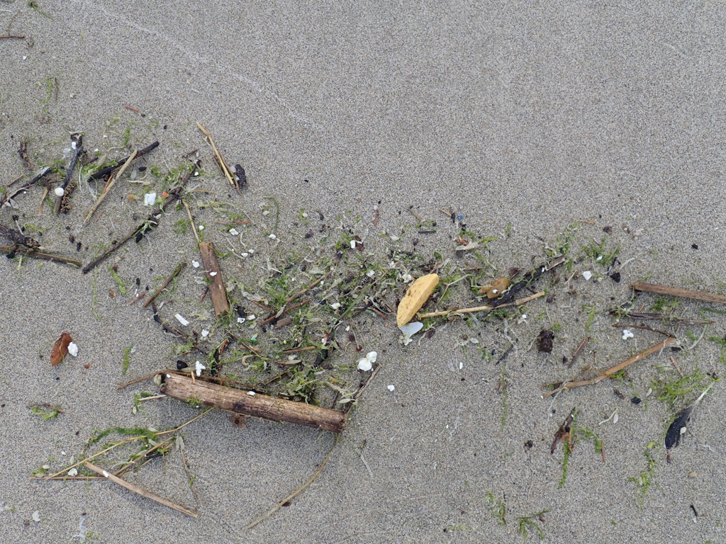 Green seaweed, tubeworm casings, terrestrial vegetation, and nurdles and plastic bits