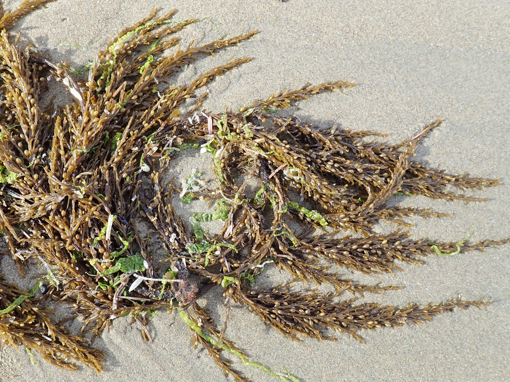 A drifted clump on beach sand; lots of tiny floats