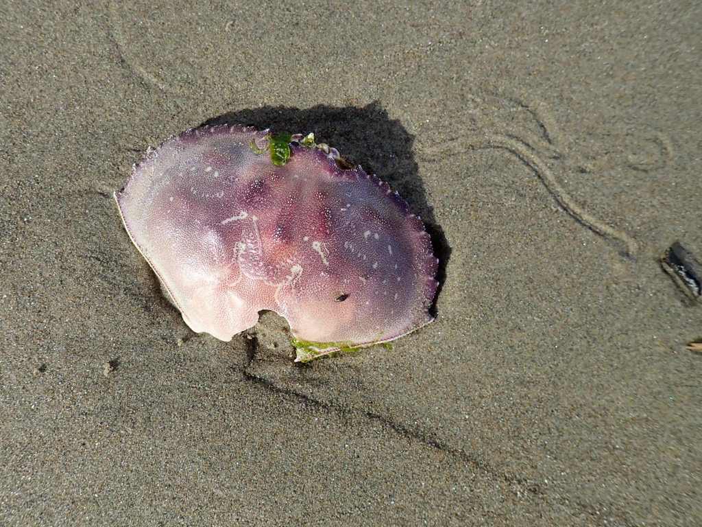 Carapace, right side up, on wet beach sand; a few small crustacean tracks in the sand