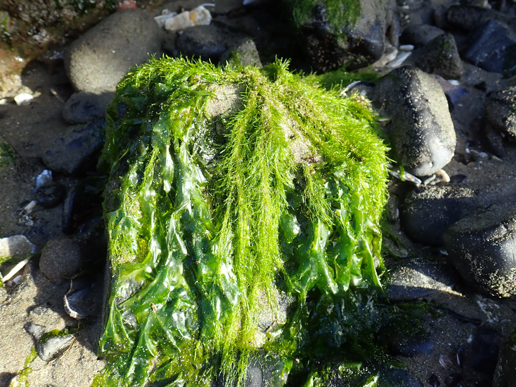 Acrosiphonia coalita sharing a small rock with Ulva.