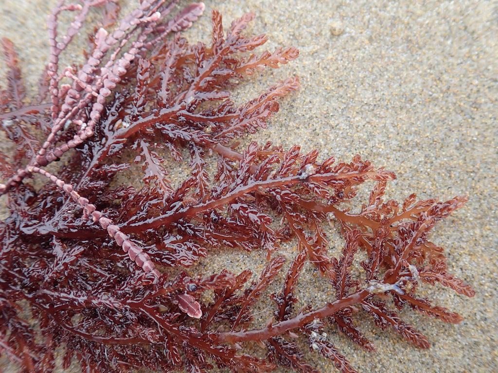 Intimate view of details, on clean beach sand