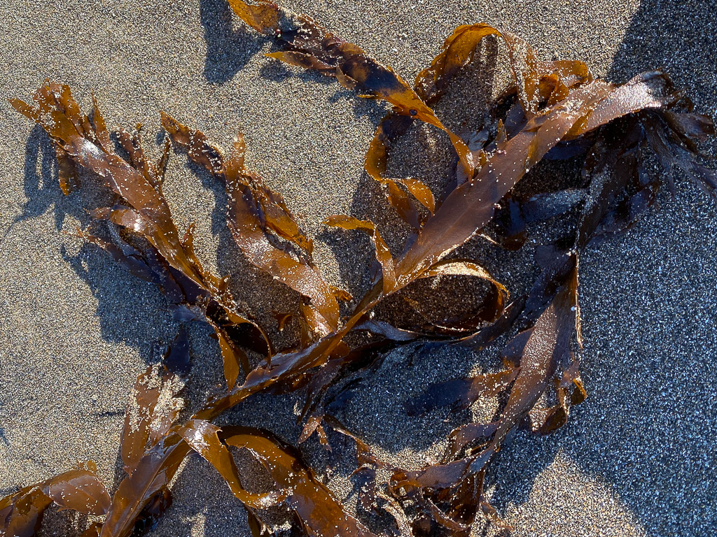 A couple of tangled rusty-brown strands and their branches on beach sand.