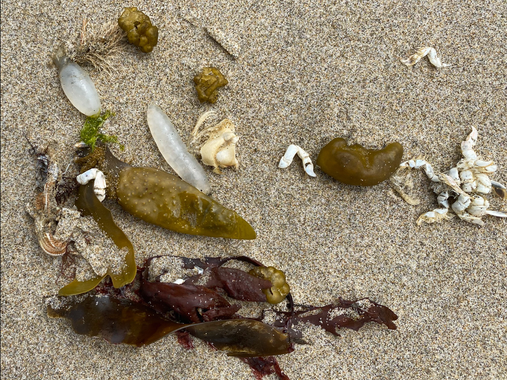 Wrack line collection including sea cauliflower, hydroids, barnacle molts, mole crab molts, market squid egg capsules, and inscrutable red blades.